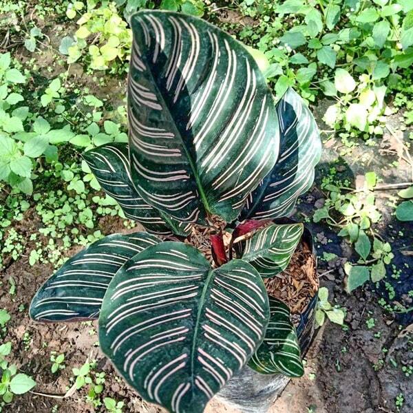 Calathea SANDERIANA
