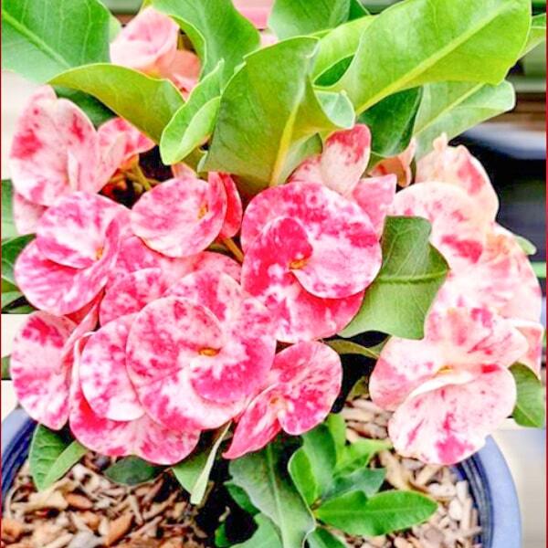 Euphorbia Milii SANE LAIDANG