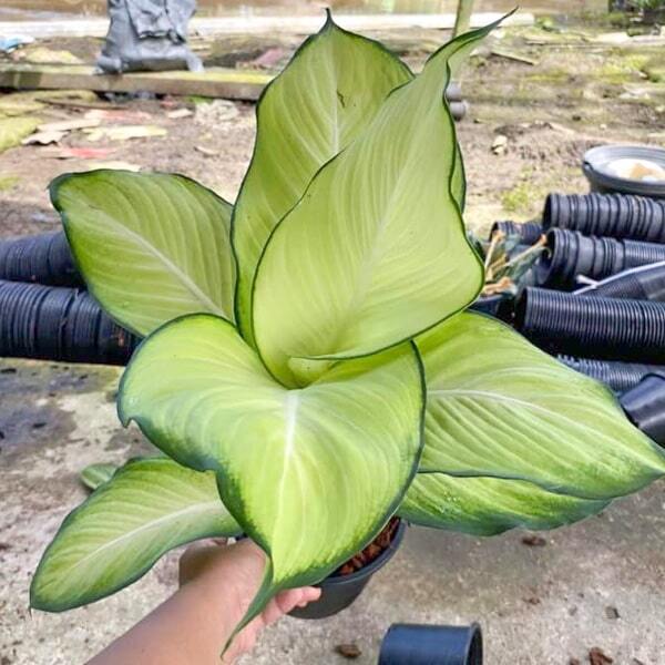 Dieffenbachia SANG CHANDRA
