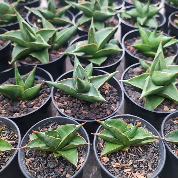 Sansevieria SAWATDEE