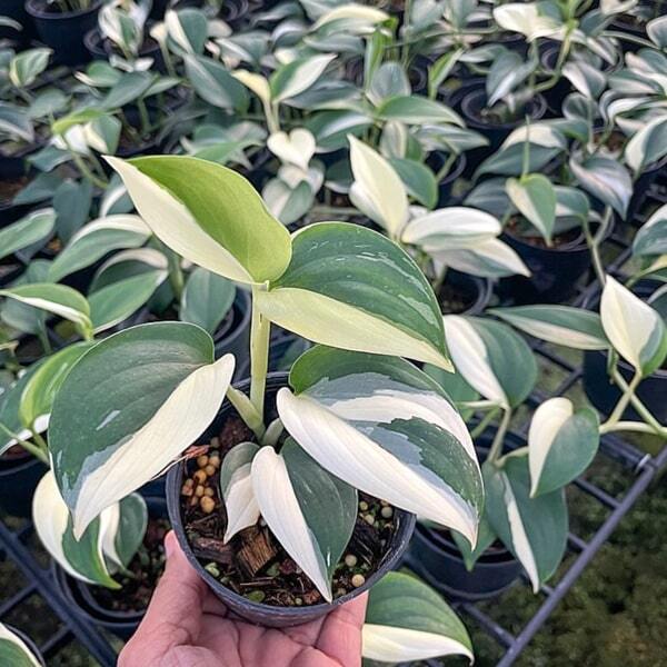 Scindapsus BLUE ALBO