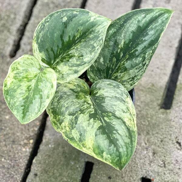 Scindapsus PICTUS EXOTICA VAR HOLOGRAM