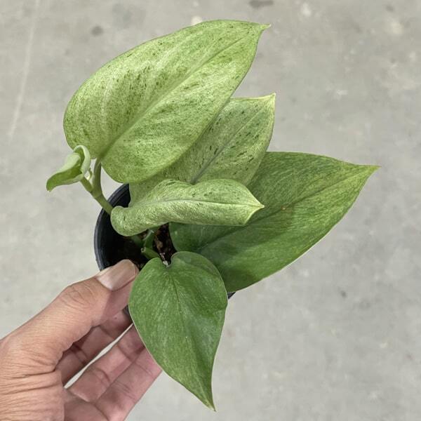 Scindapsus TREUBI MOONLIGHT MINT