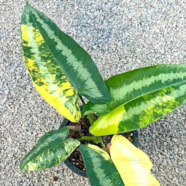 Schismatoglottis WALLICHII VAR