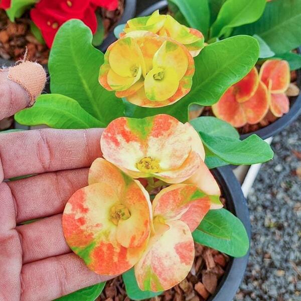 Euphorbia Milii SEAN PARUY