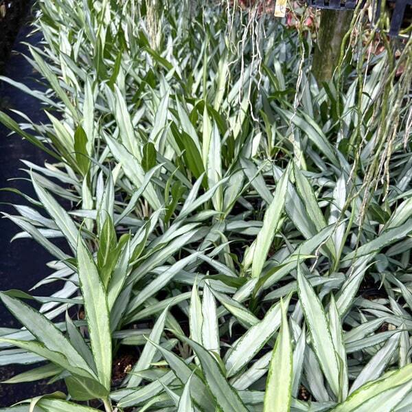 Aglaonema SEDTHEE MAI