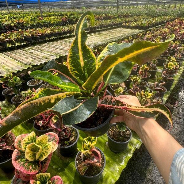 Croton SEN RAK