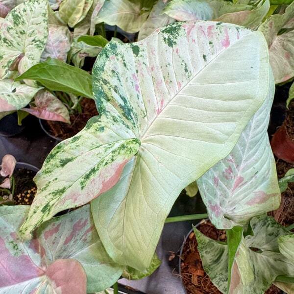 Syngonium CONFETTI TRICOLOR