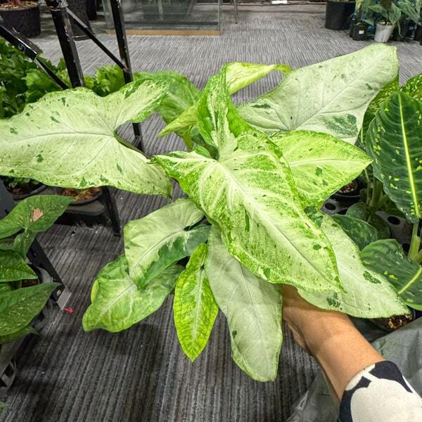 Syngonium GREEN FRECKLES