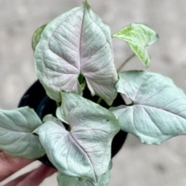 Syngonium GRAY GHOST