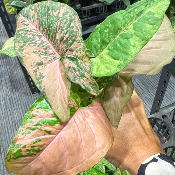 Syngonium PINK FRECKLES