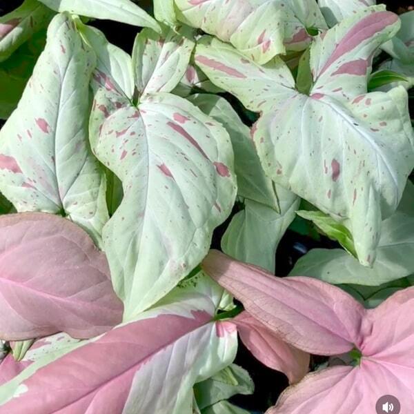 Syngonium PINK SALMON/STRAWBERRY MILK