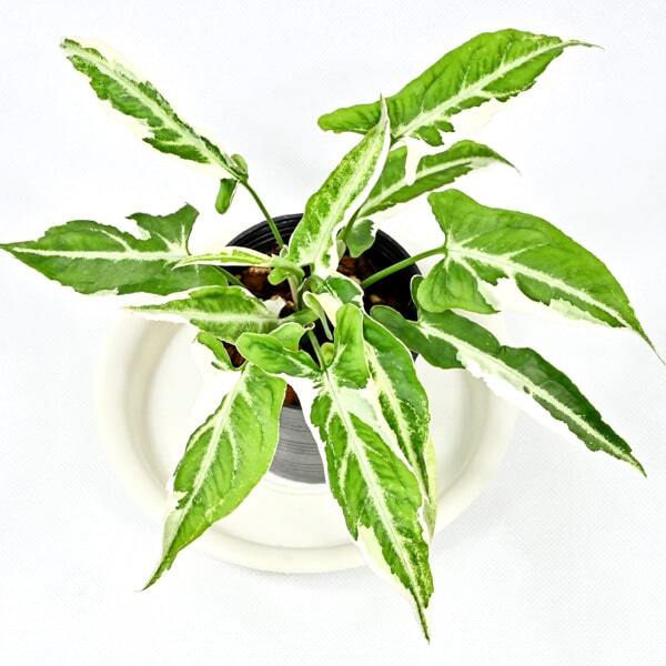 Syngonium T25