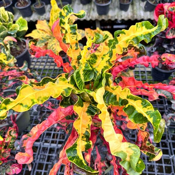 Croton SRI PHRAYA