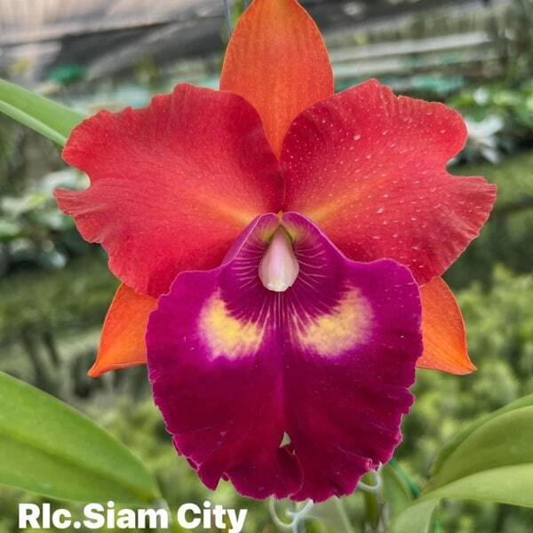 Rhyncholaeliocattleya orchid RLC. SIAM CITY RED BULL
