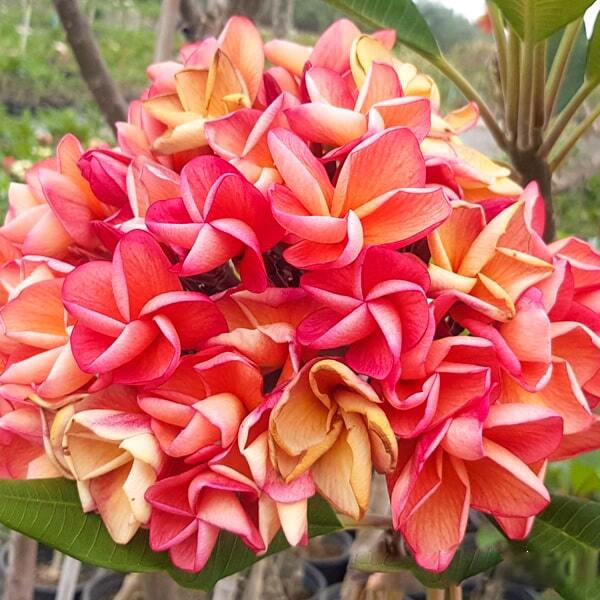 Plumeria SIAM ORANGE