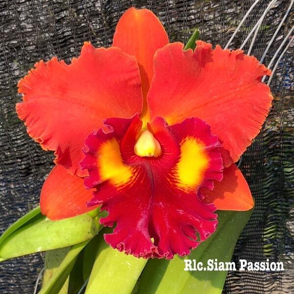 Rhyncholaeliocattleya orchid RLC. SIAM PASSION