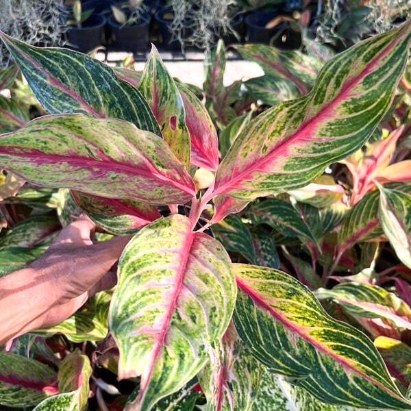 Aglaonema SIAM RED STAR