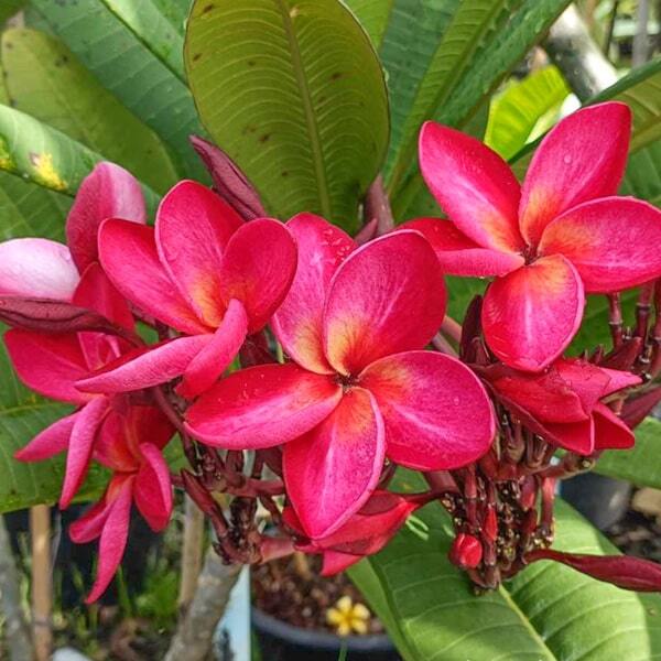 Plumeria SIAM RUBY