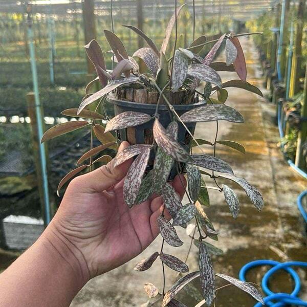 Hoya SIGILLATIS