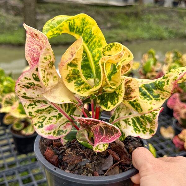 Croton SILOM