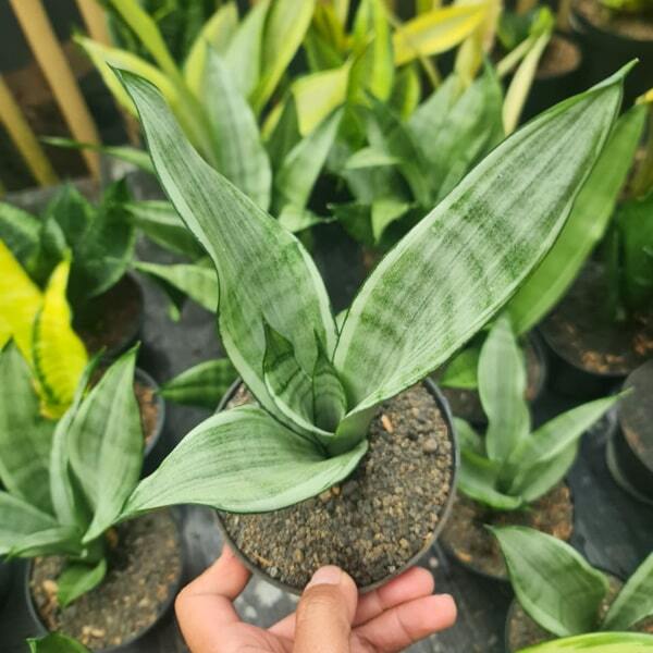 Sansevieria SILVER ANGEL