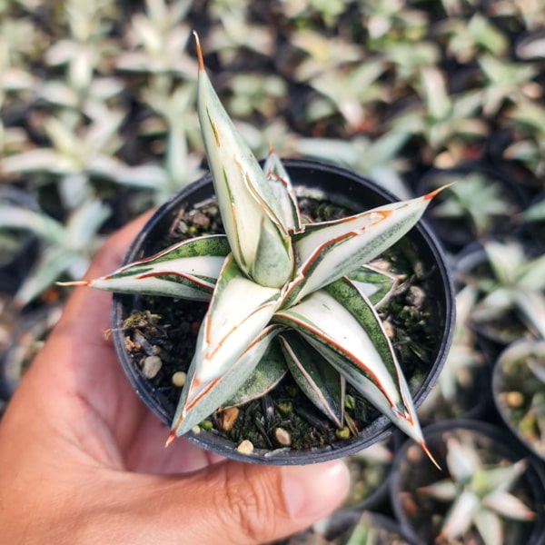 Sansevieria SILVER CLONE NEW MUT