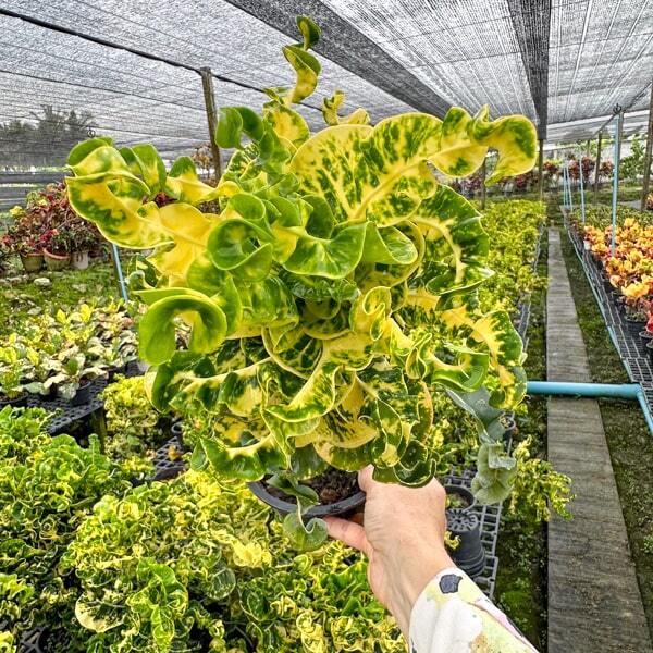 Croton SIN SAMUT