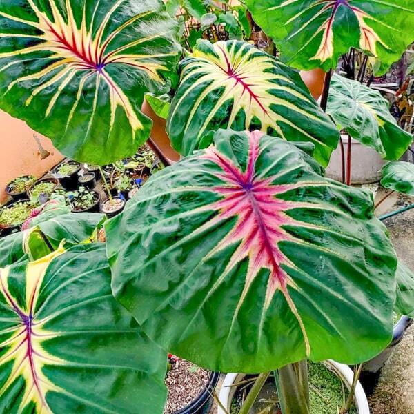 Colocasia SIREN SUNMOON
