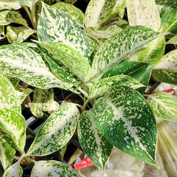 Aglaonema SIRI MONGKOL WHITE