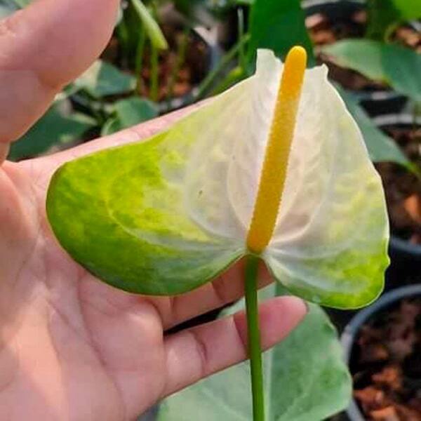 Anthurium andraeanum SKY