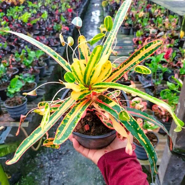 Croton SOI THONG KAM