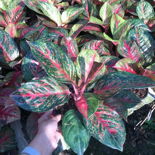 Aglaonema SOMBAT SIAM