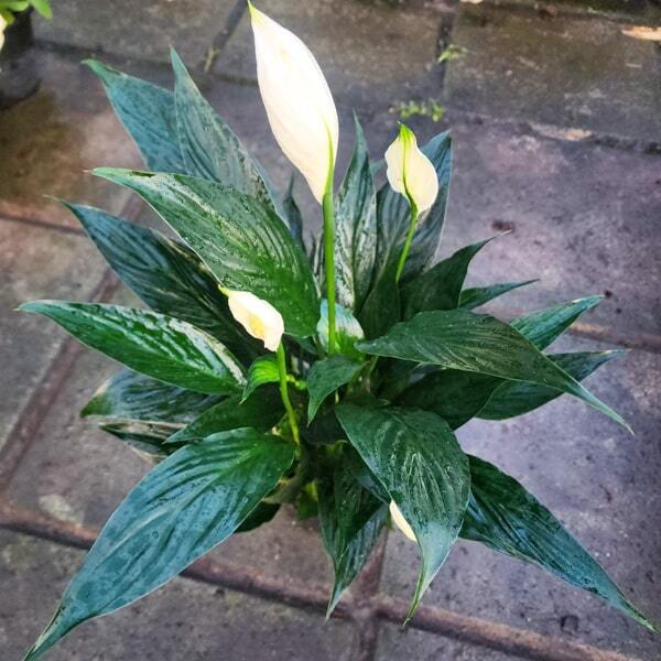 Spathiphyllum BODHI LEAF