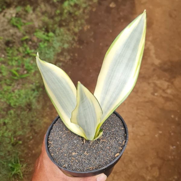 Sansevieria SPLASH