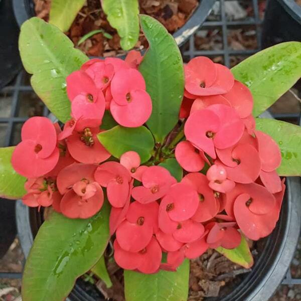 Euphorbia Milii SRI SUPARAT