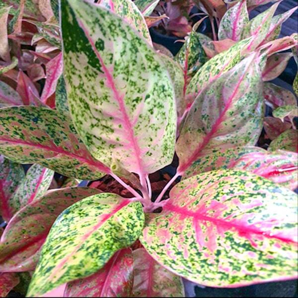 Aglaonema SRI AMPHON