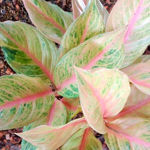 Aglaonema SRI PAYOM