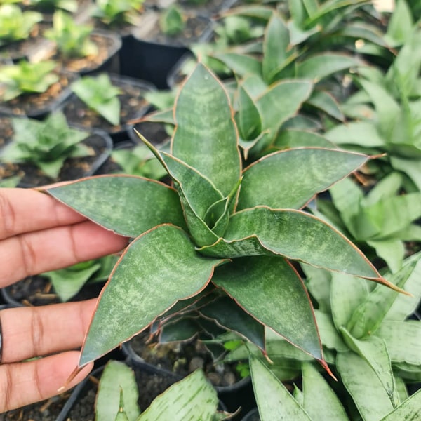 Sansevieria SRI RAMA