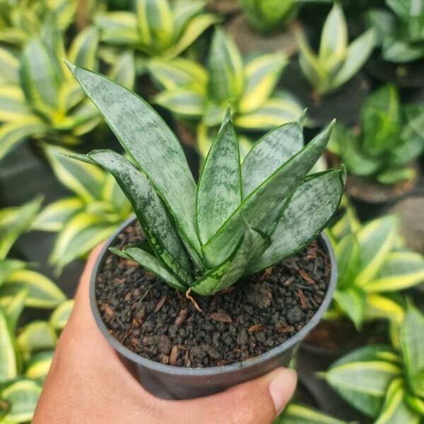 Sansevieria STARBBURST