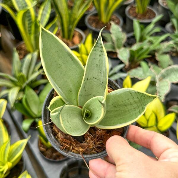 Sansevieria STARLIGHT
