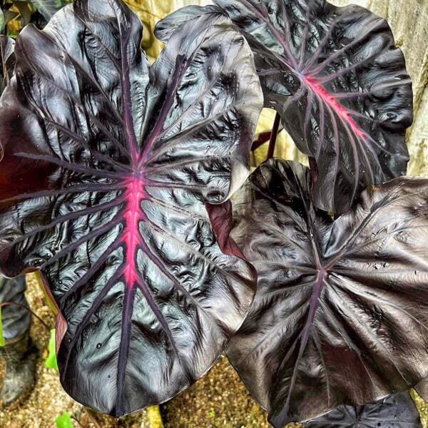 Colocasia STARLING