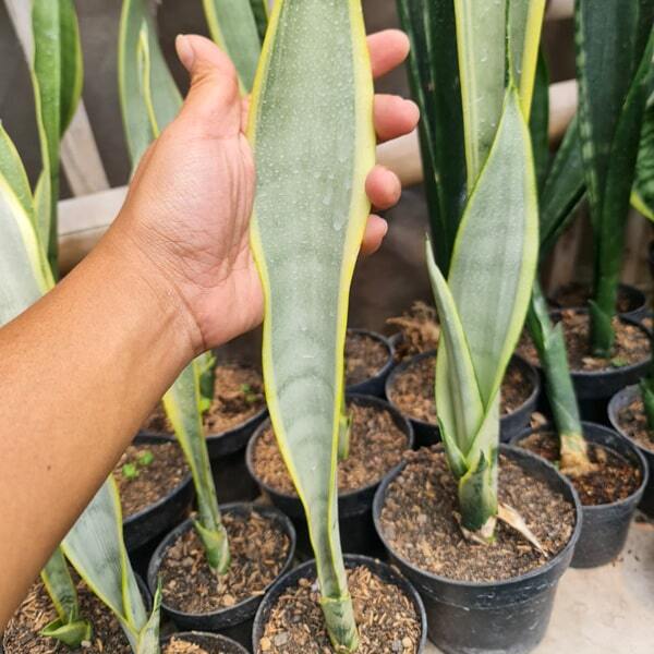 Sansevieria STOPPER