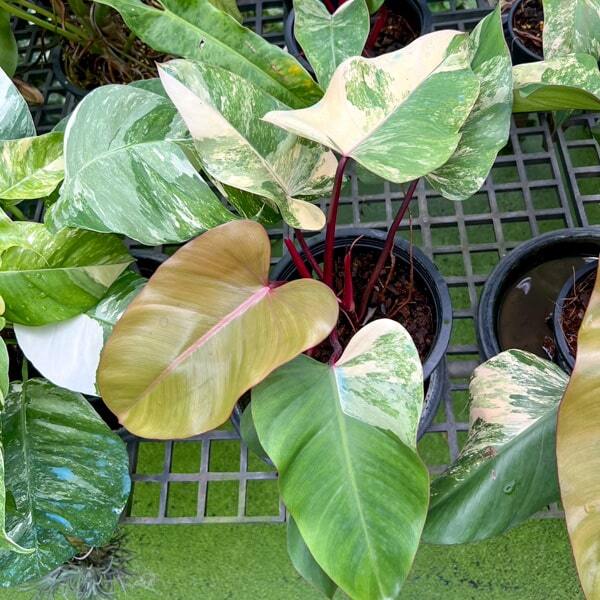 Philodendron STRAWBERRY SHAKE