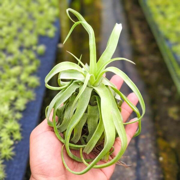 Tillandsia streptophylla M