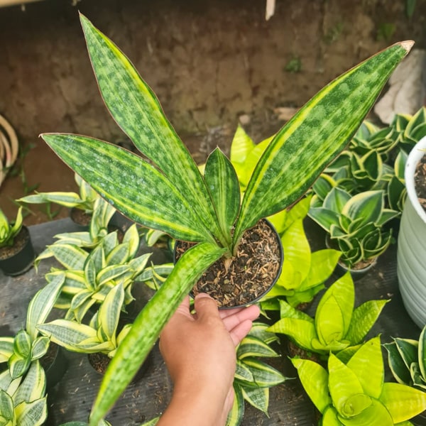 Sansevieria SUDWALA CAVE