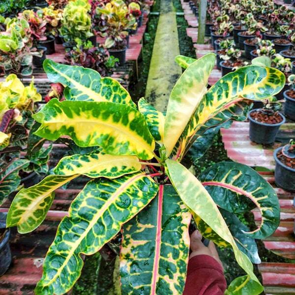 Croton SUKKARIN