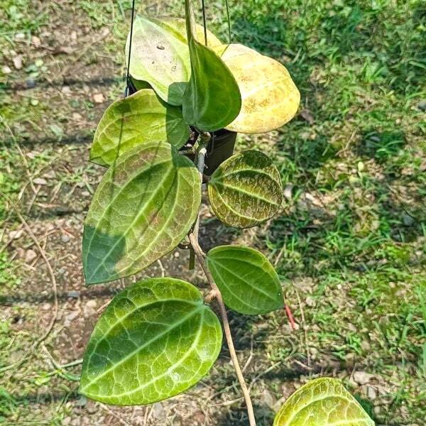 Hoya SULAWESI GPS 8867