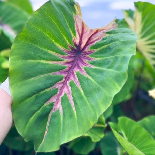 Colocasia SUNSHINE DAY