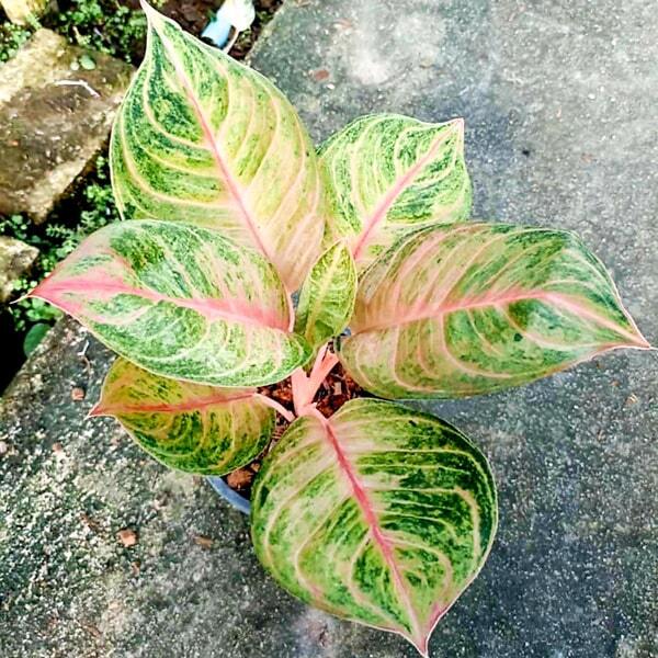 Aglaonema SUSAN